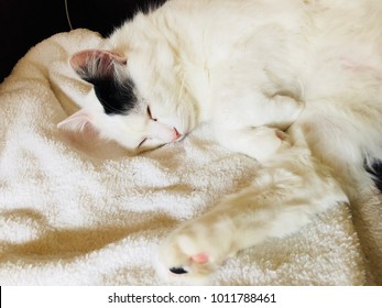 Turkish Van Cat