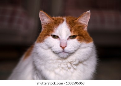 Turkish Van Cat