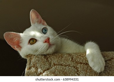 Turkish Van Cat