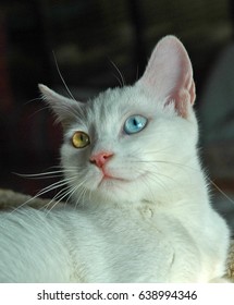 Turkish Van Cat