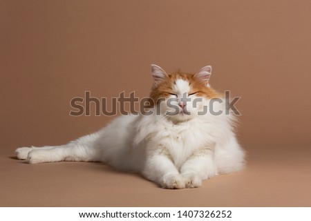 Turkish van cat having almost closed eyes and laying on a beige brown background