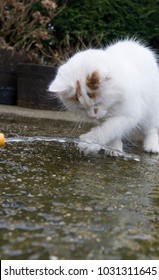 Turkish Van White Fluffy Cat Playing With Water