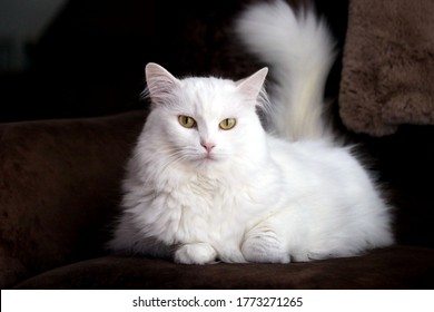 Turkish White Angora Cat In The Living Room Lying On The Couch, Brown Background