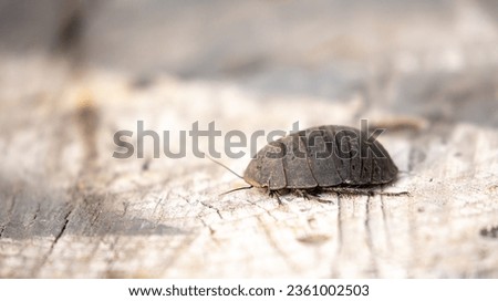 Turkmen cockroach - turtle. A striped cockroach that sits and crawls on the bark of a tree. Princisia vanwaerebeki, Princisia vanwaerebeki. Insects of the fauna of the animal world.