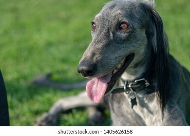 The Turkmen Hound stuck out her tongue, resting on the grass. Close-up. Summer sunny day.