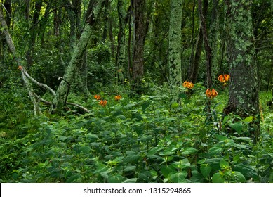 Lilium Superbum Images Stock Photos Vectors Shutterstock