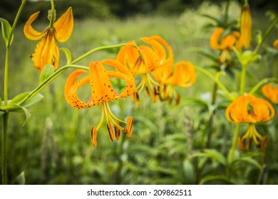 Turk's Cap Lily (Lilium Superbum) 3