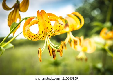 Turk's Cap Lily (Lilium Superbum) 