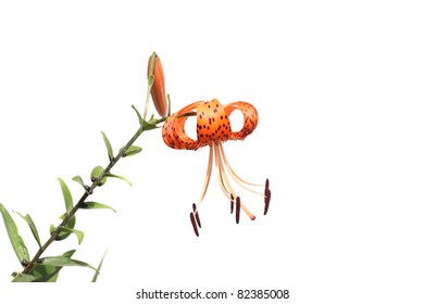 Turk's Cap Lily Lilium Superbum