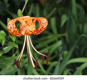 Turk's Cap Lily Lilium Superbum