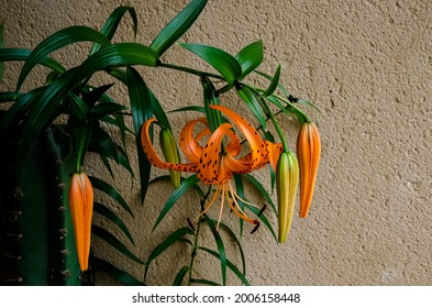 Turk's-cap Lily (Lilium Superbum) Is A Perennial Wildflower Plant