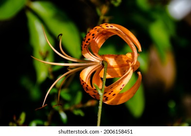 Turk's-cap Lily (Lilium Superbum) Is A Perennial Wildflower Plant