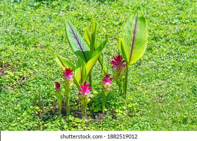 Turmeric Or Curcumin Plant (curcuma Longa) Of The Ginger Family.