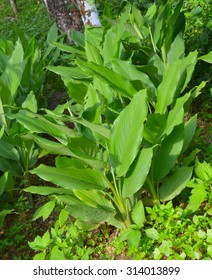 Turmeric Field