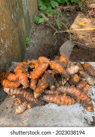 Turmeric Freshly Harvested. Turmeric Is A Common Spice That Comes From The Root Of Curcuma Longa, Commonly Used As Herbs And Spices In Indonesia