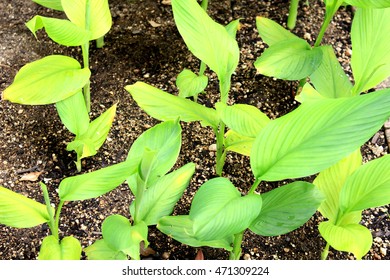 Turmeric Herb Field