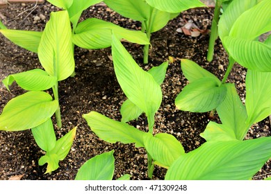 Turmeric Herb Field