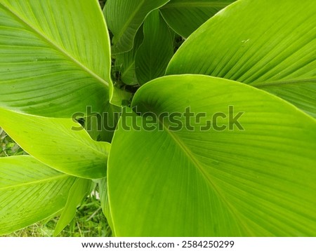 Turmeric leaf. Close up of turmeric leaf in high angle view. Vibrant green, tropical foliage with intricate veins and delicate texture, perfect for herbal, botanical, and natural remedy concepts.