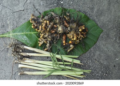 Turmeric, Lemongrass, And Eucalyptus Leaves On Teak Leaves, These Spices Are Useful For Herbal Medicine And Cooking Spices