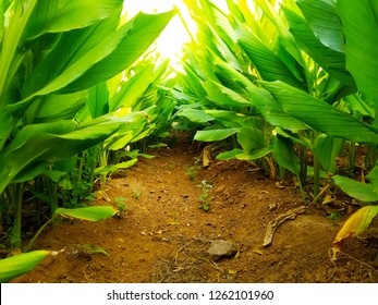 Turmeric Plant Farm