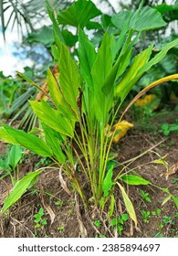 Turmeric plant. manjal hd image