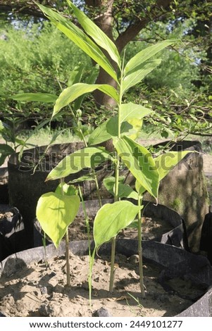 turmeric plant on pot in farm for sell are cash crops. is rich in Phytochemical that may protect the body by neutralizing free radicals and shielding the cells from damage, cancer and heart disease
