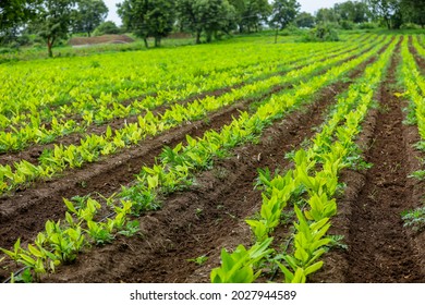 Turmeric Plant Row At Agriculture Field.