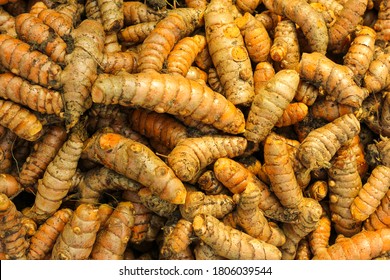 Turmeric Root In Agriculture Field