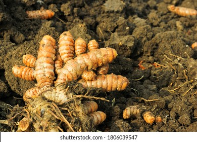 Turmeric Root In Agriculture Field