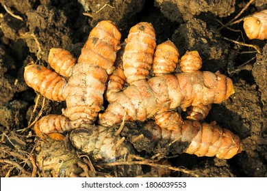 Turmeric Root In Agriculture Field