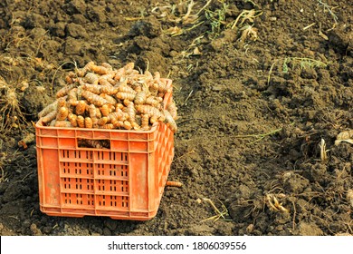 Turmeric Root In Agriculture Field