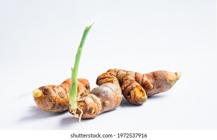 Turmeric Sprout Green Leaf Manjal Manhal Stock Photo 1972537916 