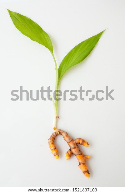 Turmeric Very Useful Herb Rhizome That Stock Photo (Edit Now) 1521637103