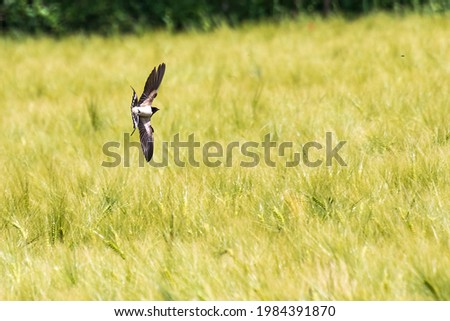  turn of a swallow in flight 