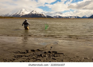 Turnagain Arm, Alaska, USA - May 23 2017: Local Residents Practice A Net Fishing Method From Their Native American Tribe Heritage.