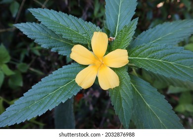 Turnera diffusa or damiana. Damiana plant and flower.