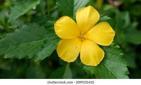 Turnera diffusa, known as damiana is a relatively small woody shrub that produces aromatic flowers and has medicinal uses. Flowers with yellow petals.