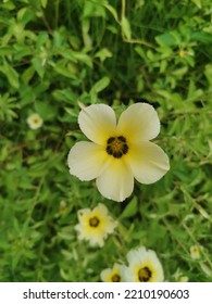 Turnera Subulata , Sage Rose , White Alder