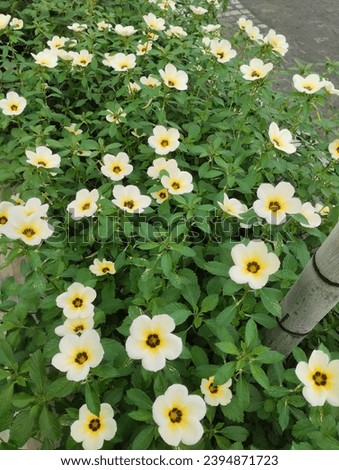 Turnera subulata is a species of flowering plant in the passionflower family known by the common names white buttercup, sulphur alder, politician's flower, dark-eyed turnera,and white alder