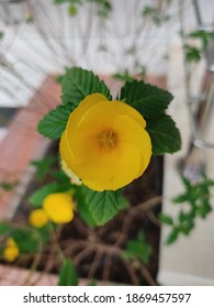 Turnera Ulmifolia, The Ramgoat Dashalong Or Yellow Alder. A Recent Study Found That Yellow Alder Potentiated The Antibiotic Activity Against Methicillin Resistant Staphylococcus Aureus.