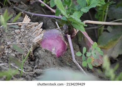 The  Turnip Field Is Ripe And Ready.