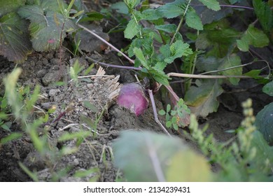 The  Turnip Field Is Ripe And Ready.