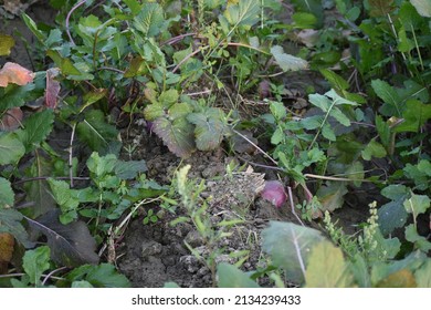 The  Turnip Field Is Ripe And Ready.