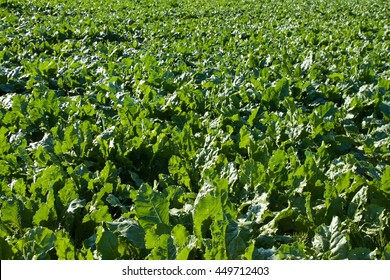 Turnip Field In The Summer