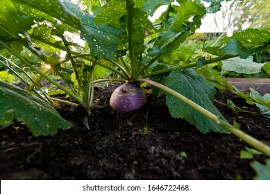 Turnip Growing In The Garden In Summer Close Up