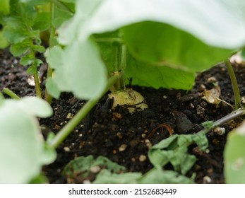 Turnip Growing In Rich Soil