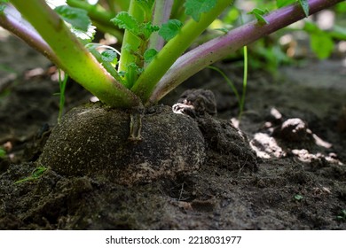 Turnip Grows In The Garden. The Turnip Root Grows In The Garden. Dark Turnip Grows In The Field.