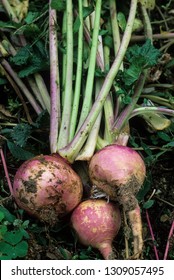 Turnip From Kichen Garden