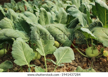 Turnip plants growing in field also commonly known as german turnip (kholrabi)or white vienna.