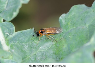 Turnip Sawfly (Athalia Colibri Or Rosae) On A Rapeseed Plant. Pests Of Rapeseed, Mustard, Cabbage And Other Plants.